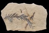 Dawn Redwood (Metasequoia) Fossil - Montana #165180-1
